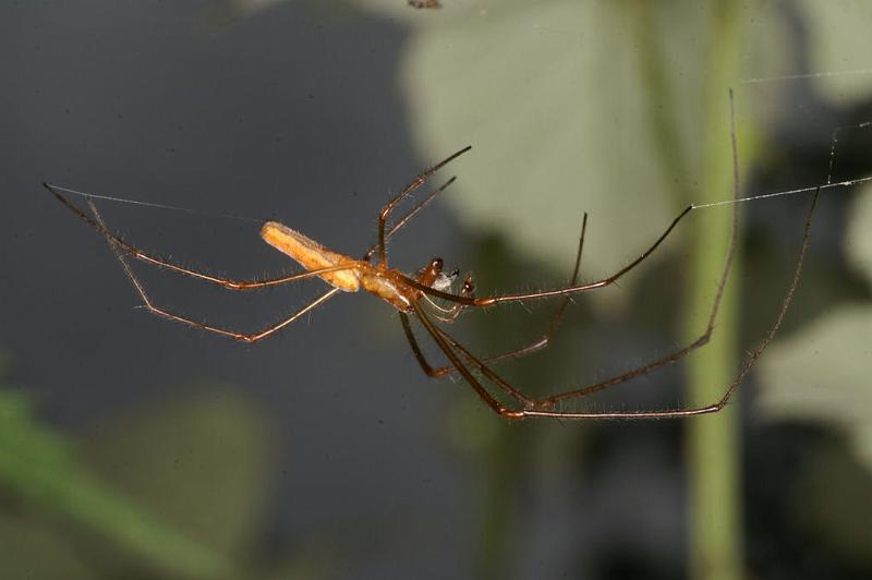 Tetragnatha_montana_D4962_Z_90_Les Gris_Frankrijk.jpg